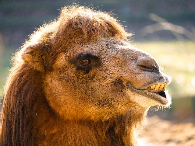 animals-3901900_640